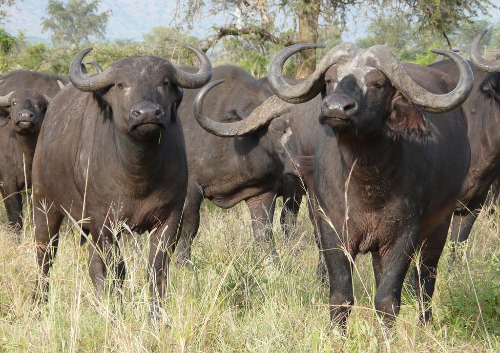 hansepuzzle 70691 - Büffel Puzzle, 260 Teile, Tierwelt, 41,0 x 28,0cm mit hochwertiger Aufbewahrung, Kartonbox und wiederverschließbarem Beutel