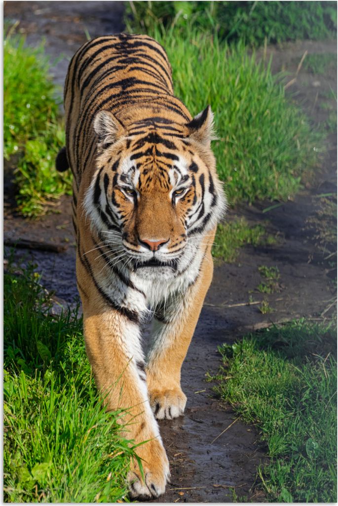 MuchoWow Poster Tiger - Gras - Tiere 60x90 cm - Wanddekoration