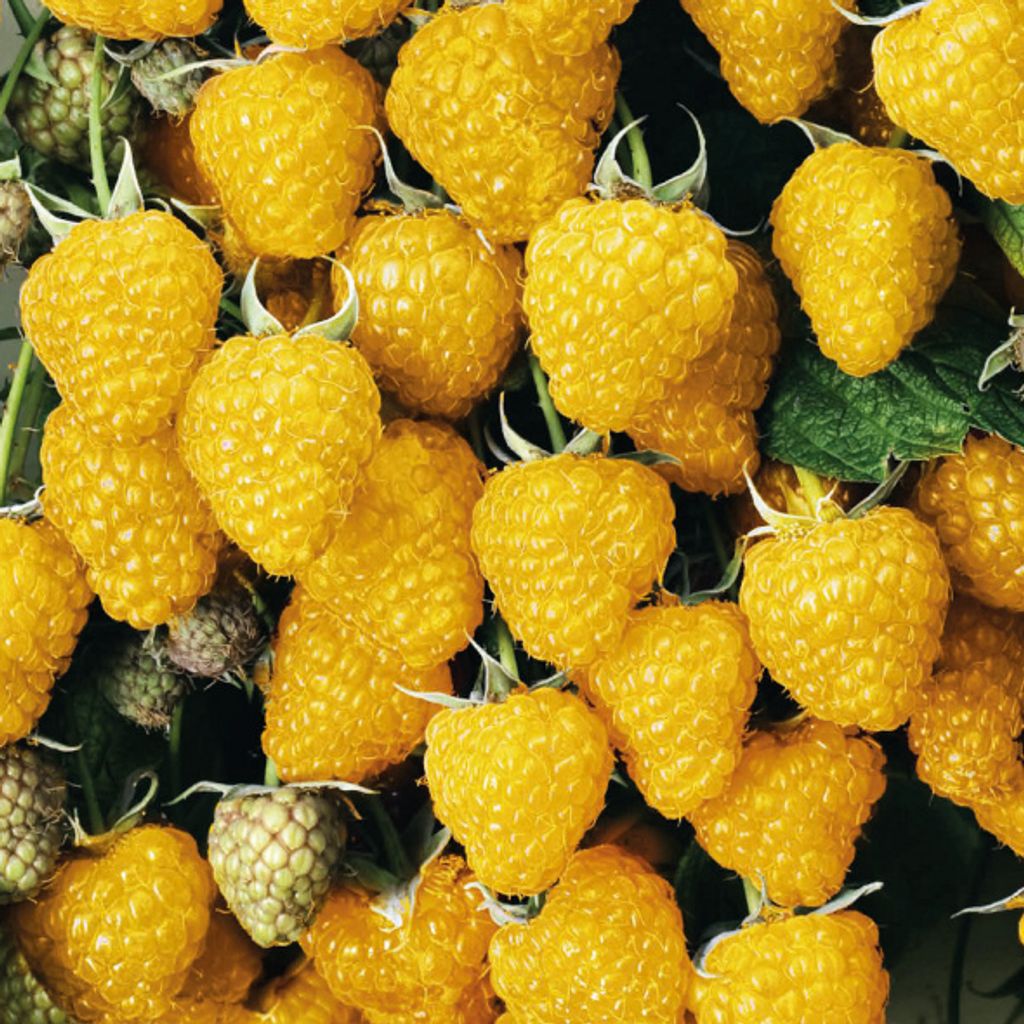 Gelbe Himbeere Golden Queen 2L Produktbild 