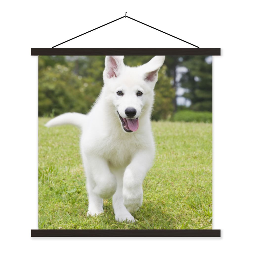 MuchoWow Textilposter Der Welpe eines weißen Deutschen Schäferhundes 40x40 cm mit schwarzem Rahmen - Fotos