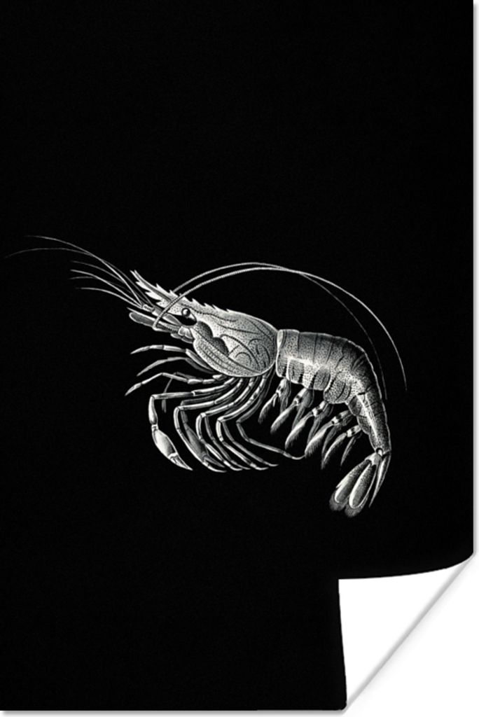 MuchoWow Poster Shrimps - Vintage - Ernst Haeckel - Tiere - Kunst 120x180 cm - Kunstposter
