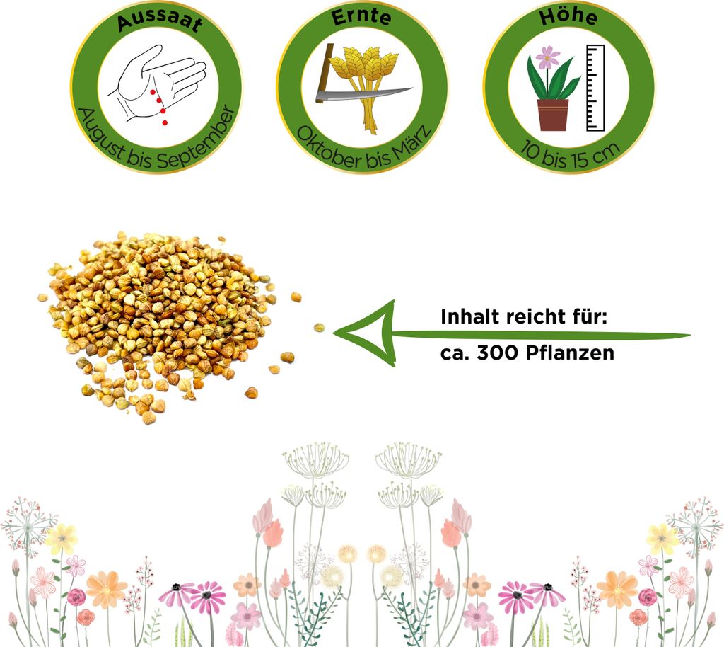 Feldsalat Volhart 3 Samen - Valerianella locusta - Produktbild 3