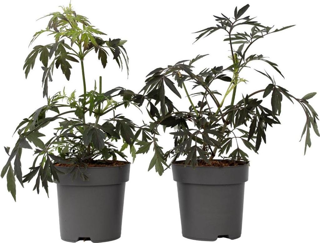 Holunder - 4 Stk - Sambucus nigra 'Black Lace' - Höhe Produktbild 