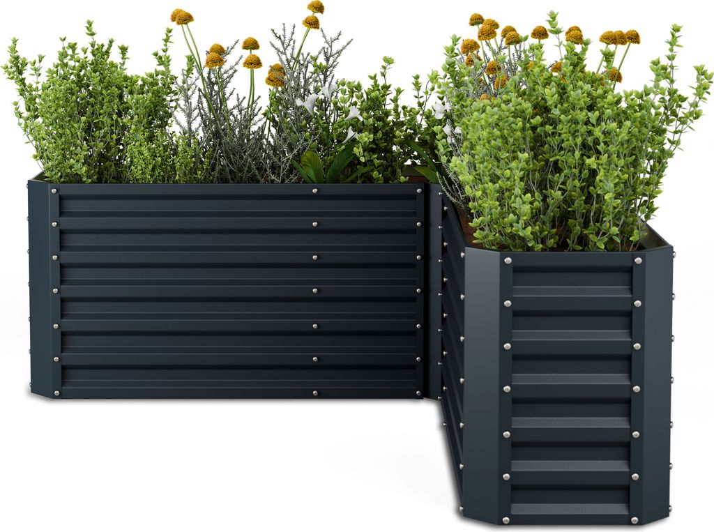 Two dark gray, L-shaped raised garden beds filled with green plants and yellow flowers, set against a white background.