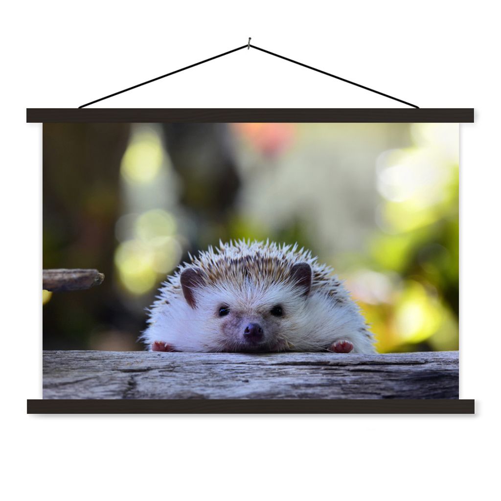 MuchoWow Textilposter Igel liegt auf Holz 120x80 cm mit schwarzem Rahmen - Wanddeko