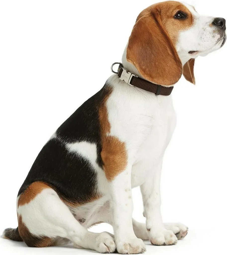 Hunter Alu-Strong Marrone Taglia M 40-55 cm | Collare Cane in Nylon Resistente