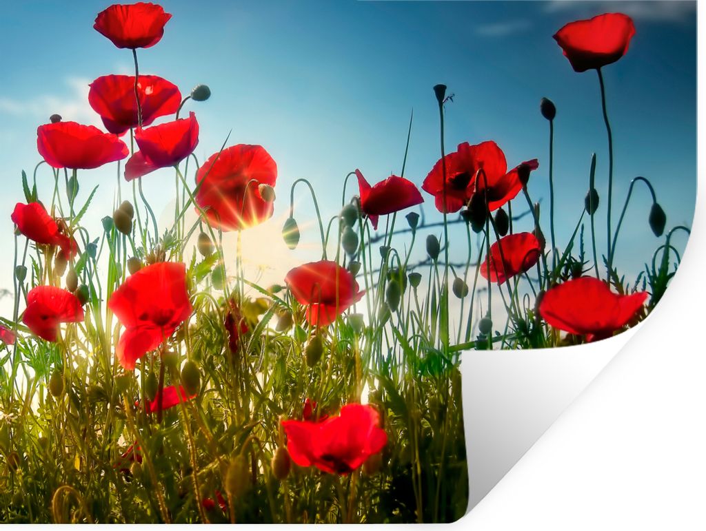 MuchoWow Wandtattoo Wandsticker Wandaufkleber Mohnblumen - Toskana - Sonne - Rot - Blau 160x120 cm Selbstklebend und Repositionierbar - Selbstkle...