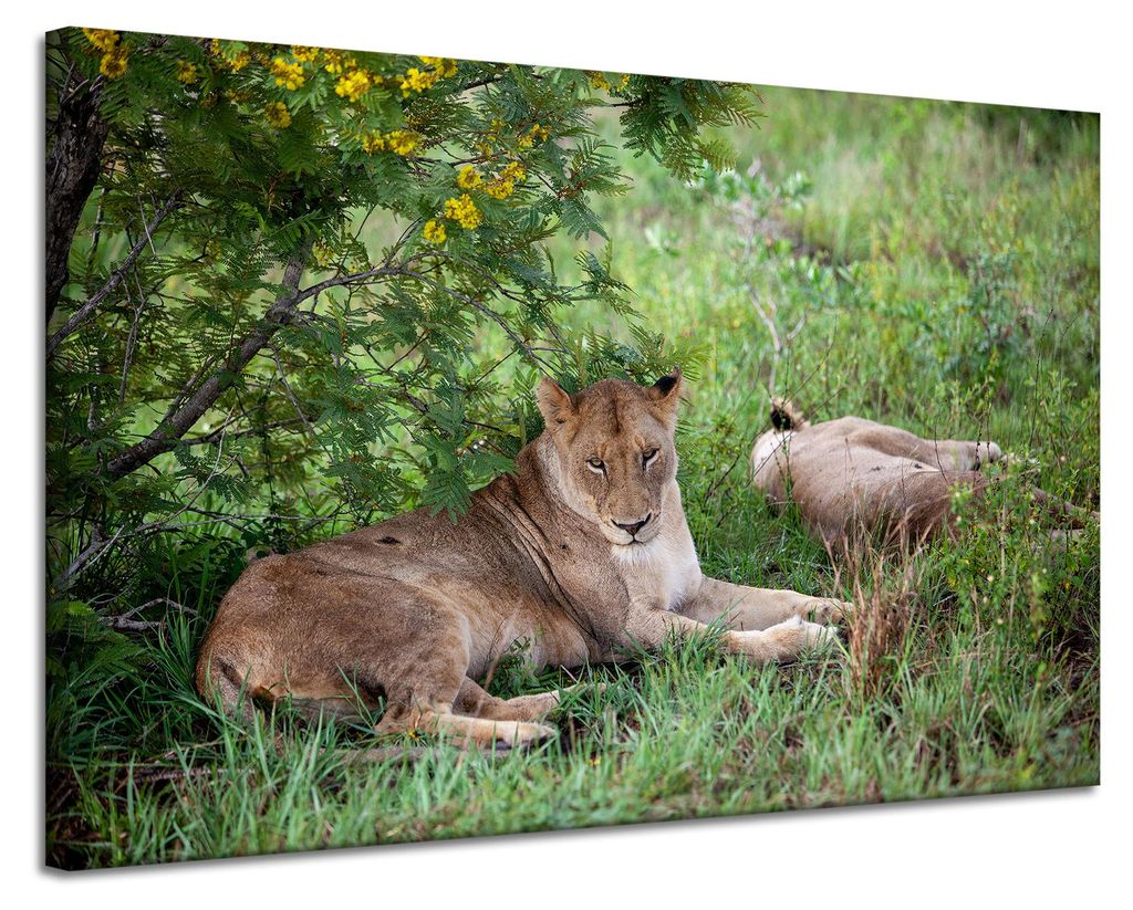 Leinwanddruck Tiere Löwinnen 120x80 cm