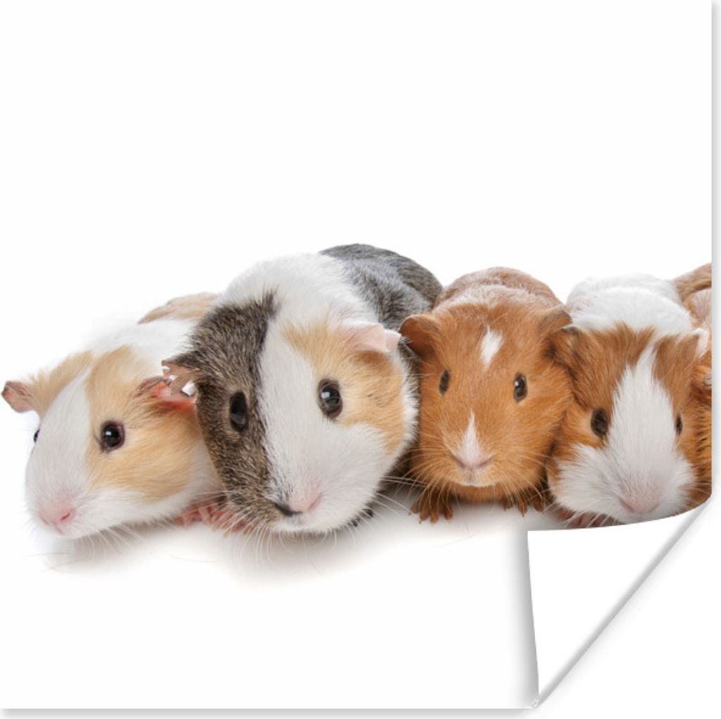 MuchoWow Poster Vier Meerschweinchen 50x50 cm - Wohnzimmerdekoration