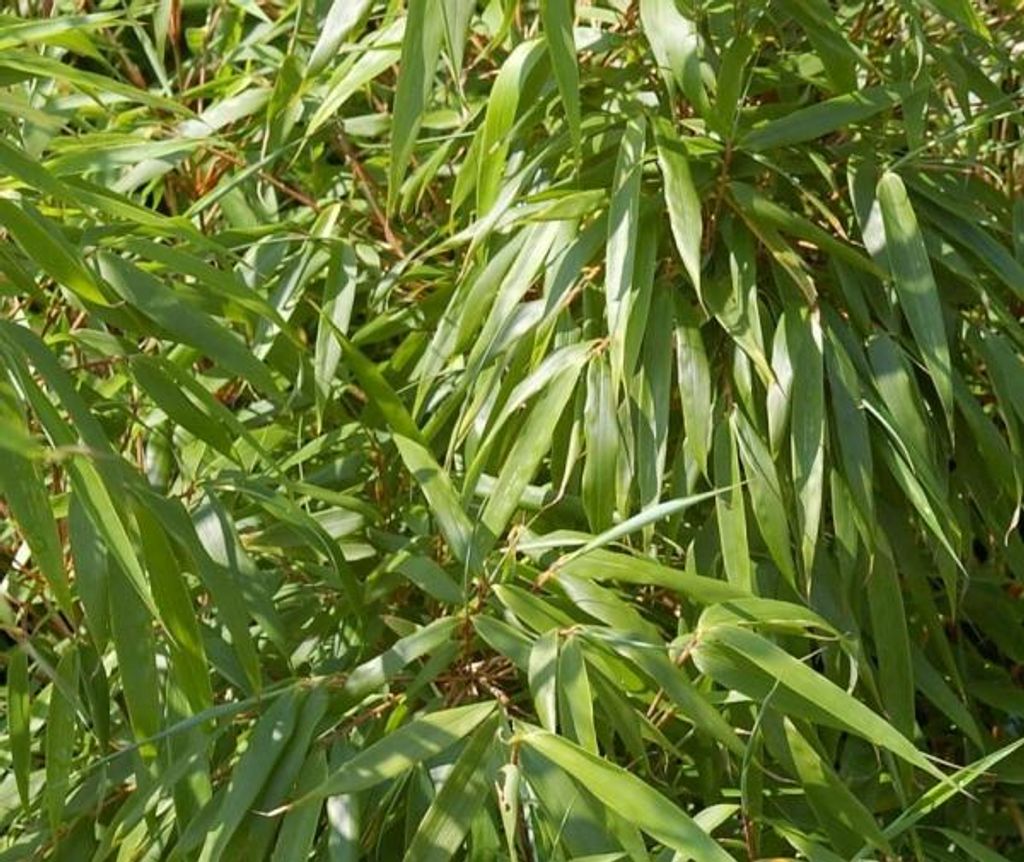 3 x Heckenbambus Gartenbambus Sonnenschein - 3er Fargesia murielae Hobbiebrunkens Sonnenschein