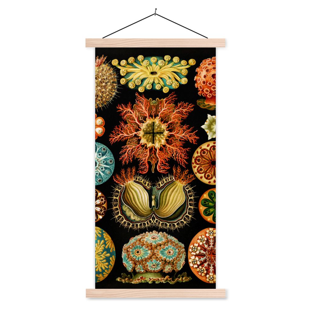 MuchoWow Textilposter Vintage - Ernst Haeckel - Meerestier - Natur - Meer - Kunst 60x120 cm mit holzfarbenen Rahmen - Holz