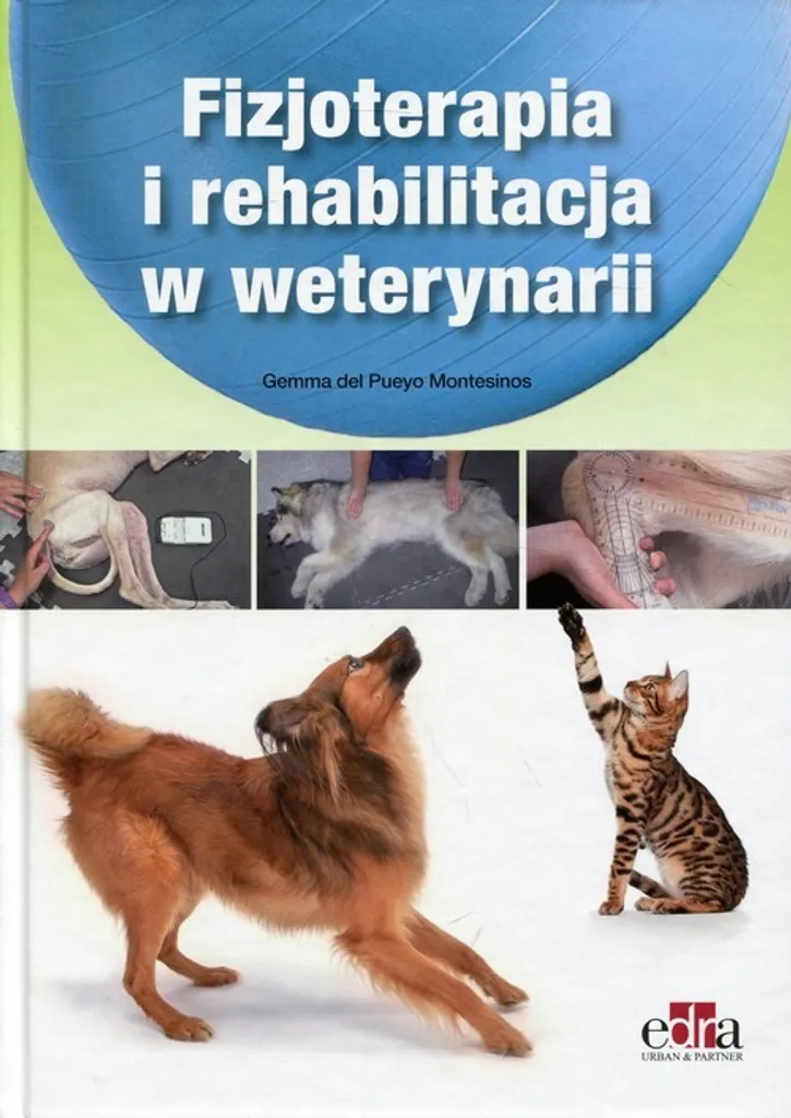 Physiothérapie vétérinaire : comment rééduquer votre animal au quotidien