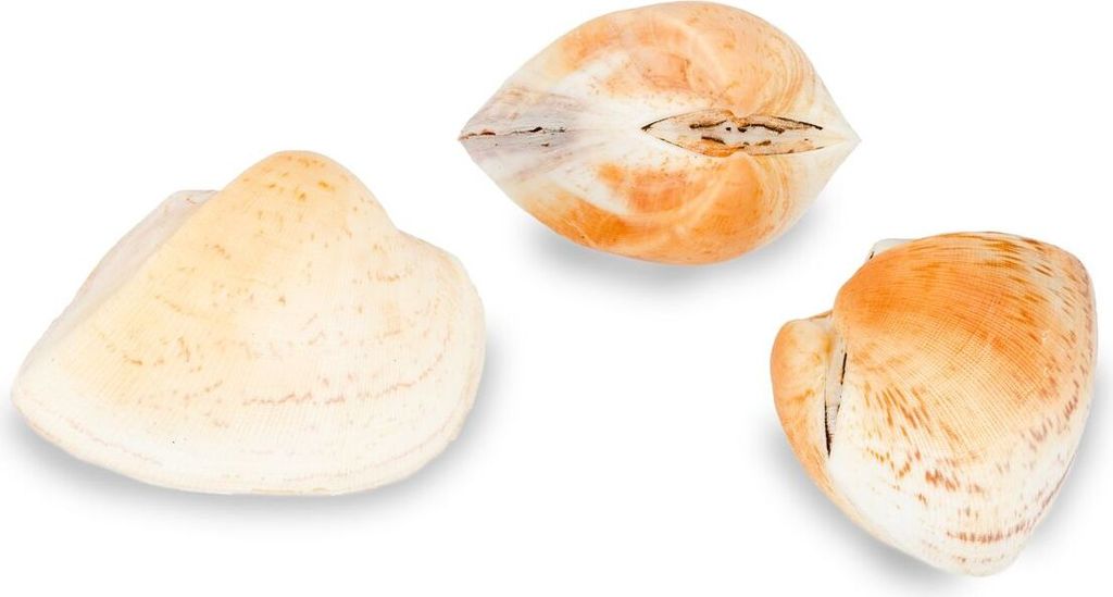 Cucullaea labiata, Größe ca. 7-9cm | Deko-Muschel
