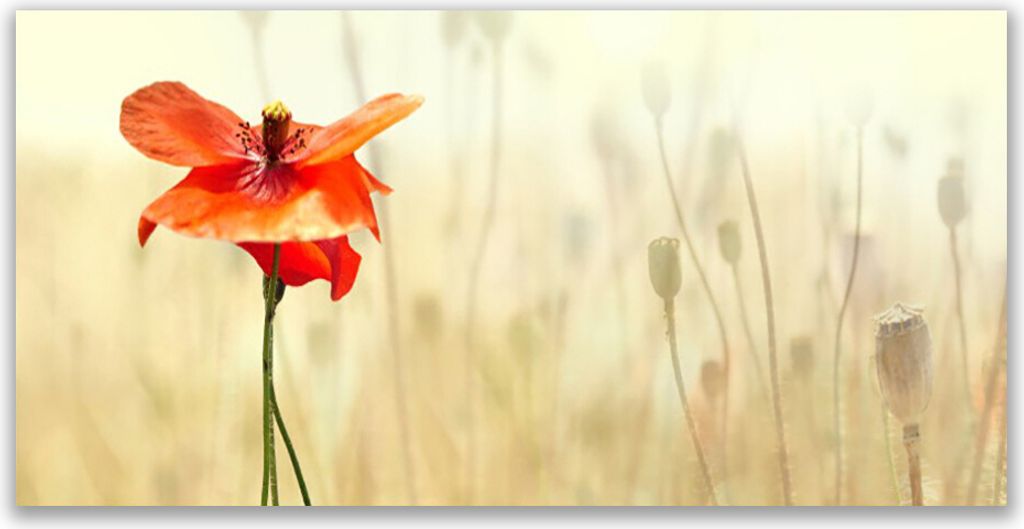 Acrylglasbilder 120x60 Wandbild Druck Mohnblume Pflanzen
