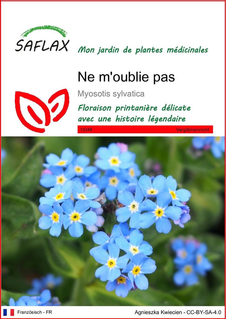 SAFLAX  - Ne m'oublie pas - 150 graines - Myosotis Image du produit 