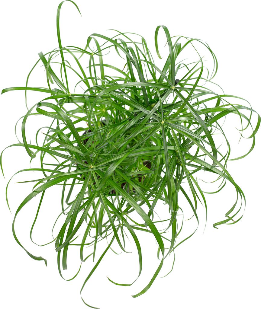 Zyperngras - pflegeleichte Zimmerpflanze, Cyperus Produktbild 