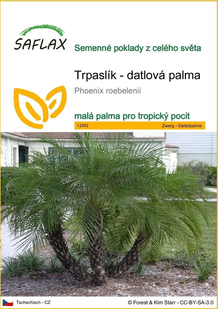 SAFLAX - Trpaslík - datlová palma - Phoenix roebelenii - 25 Obrázek produktu 