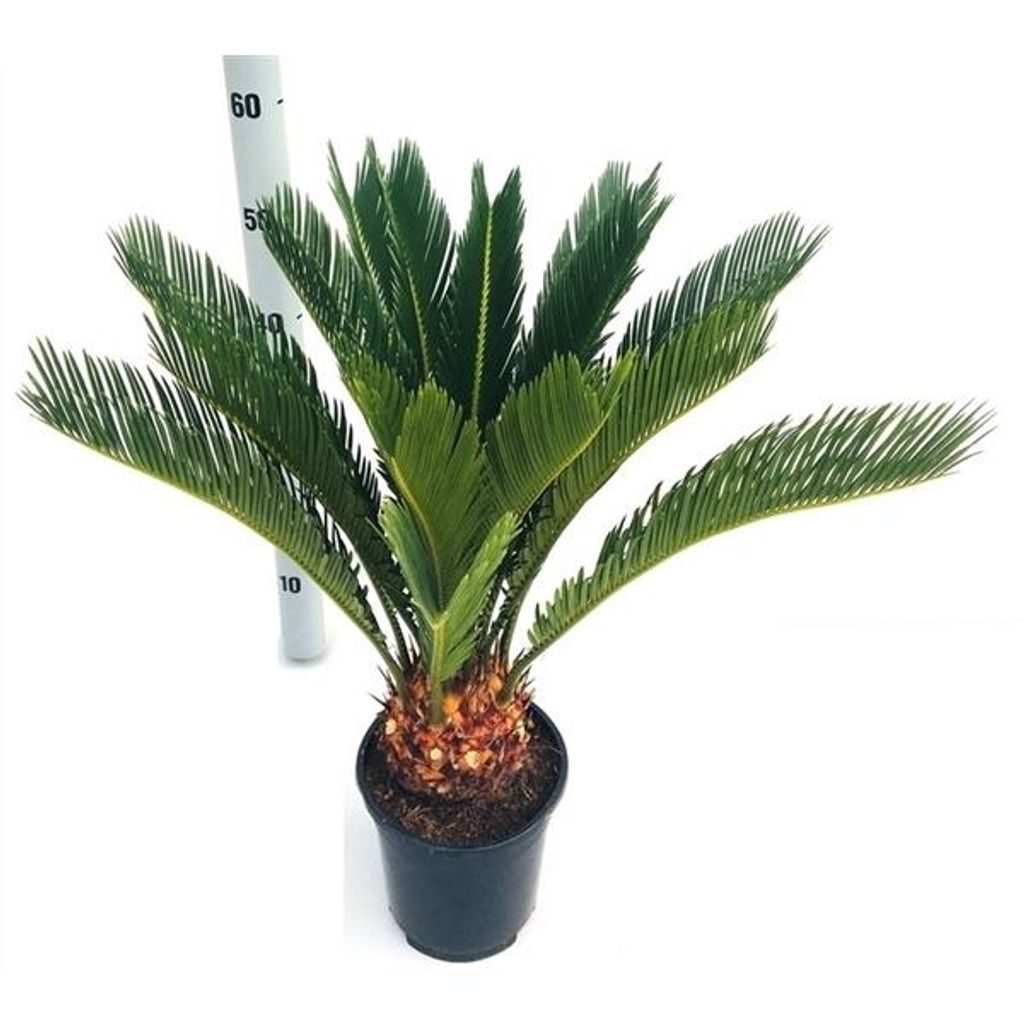 cycas revoluta ca. 55 cm palmfarn sagopalme | kaufland.de