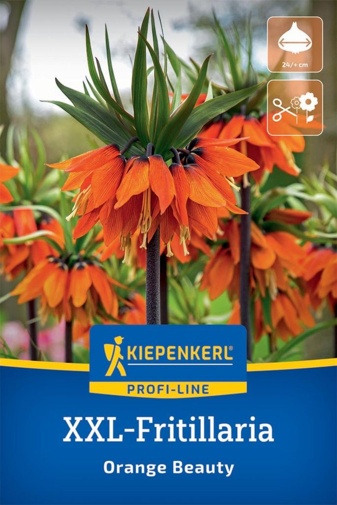 Kiepenkerl Kaiserkrone Orange Beauty Fritillaria imperialis Produktbild 