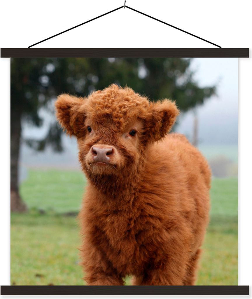 MuchoWow Textilposter Scottish Hochlandrind - Kalb - Gras 60x60 cm mit schwarzem Rahmen - Posteraufhänger