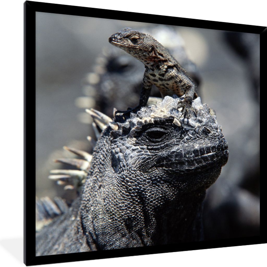MuchoWow Gerahmtes Poster Leguane - Tiere - Familie 40x40 cm - Poster mit Schwarzem Bilderrahmen Wandposter Rahmen Foto Bilder - Mit Rahmen - Wan...