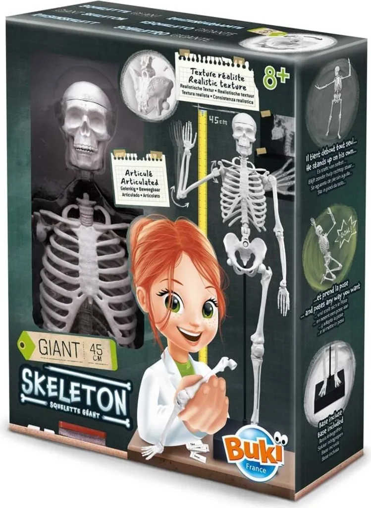 Squelette de 45 cm : Apprendre l'anatomie facilement sans écrans