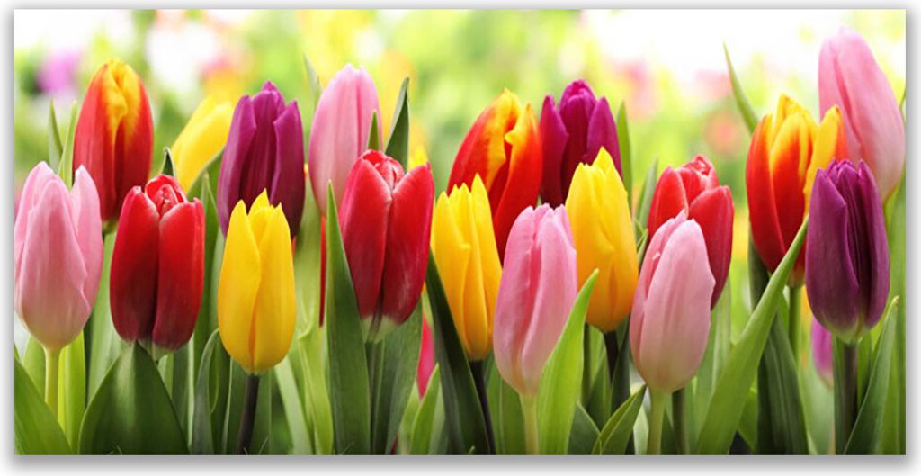 Glasbilder 120x60 Wandbild Druck auf Glas Tulpen Pflanzen