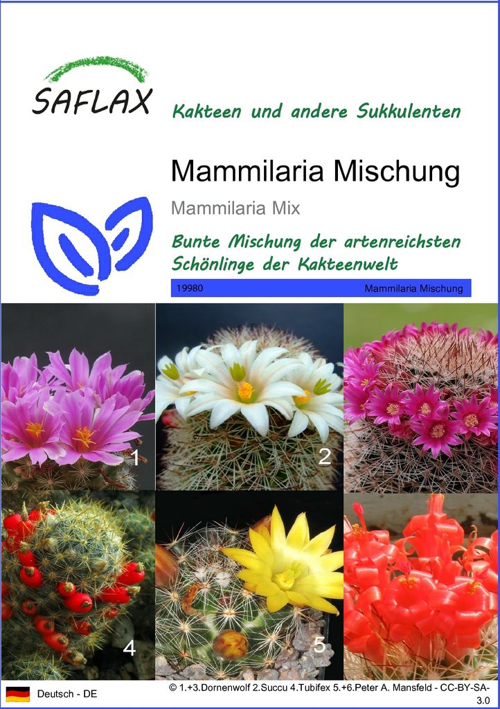 SAFLAX - Kakteen - Mammilaria Mischung - 40 Samen - Produktbild 