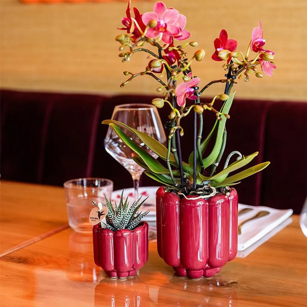 Orchidée Congo rouge intense Ø9cm, fleurs durables et pot rétro rouge