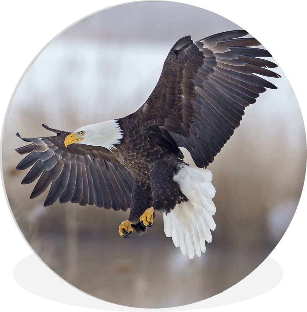 MuchoWow Rundes Wandbild - Runde Bilder Amerikanischer Weißkopfseeadler - Adler - Vogel Ø 30 cm Kreis Wanddekoration Kunststoff - Wandkreis - W...