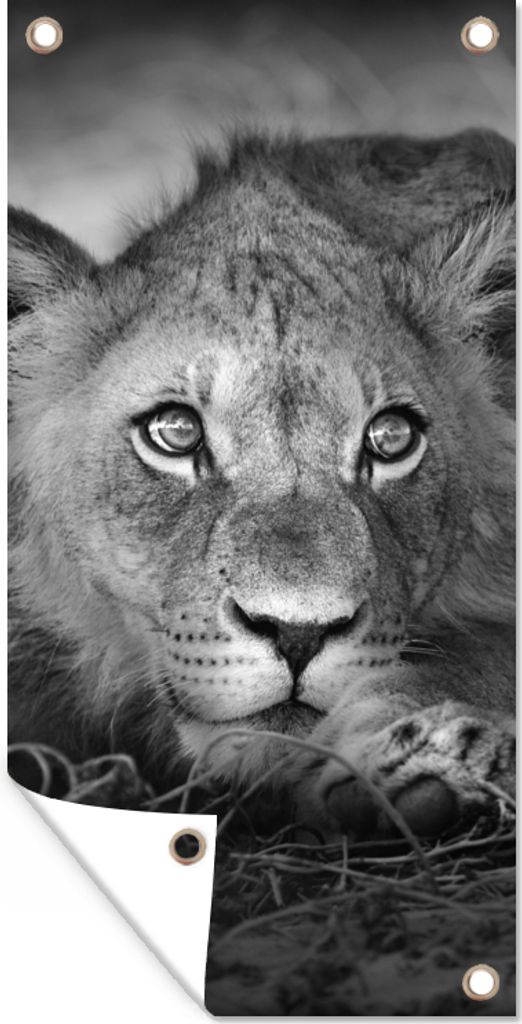 MuchoWow 80x160 cm Outdoor-Poster Gartendeko Sichtschutz Garten Poster für den Garten Wildtiere - Löwe - Natur - Schwarz - Weiß