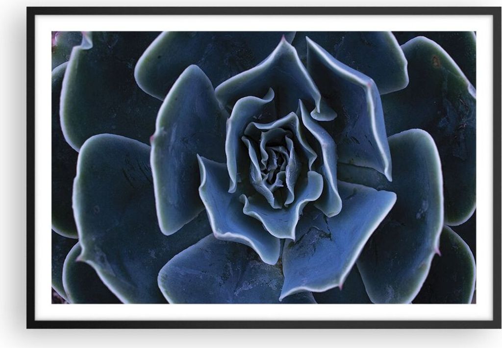 Gerahmtes Poster - Schwarzer Rahmen - Blau Kaktus Blume - 91,5x61 cm - Wand Bild - Wanddeko - Wandbilder - Kunstposter - Wandposter - Bilderrahmen ...