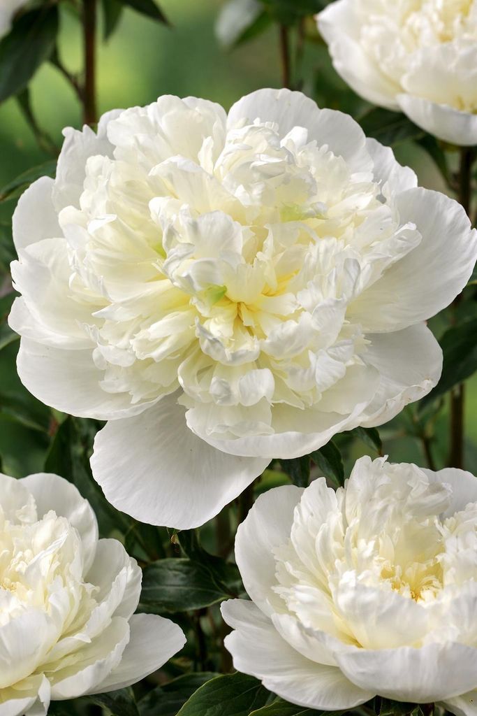 Peonia nobile Duchesse de Nemours – Peonia bianca Paeonia Immagine del prodotto 