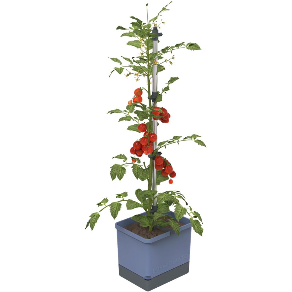 Gusta Garden Tom Tomato, Topfpflanzer, Freistehend, Produktbild 