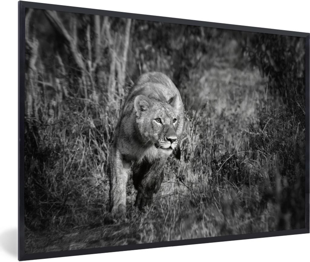 MuchoWow Gerahmtes Poster Löwin - Jagen - Tiere 90x60 cm - Poster mit Schwarzem Bilderrahmen Wandposter Rahmen Foto Bilder - Fotorahmen - Foto-P...