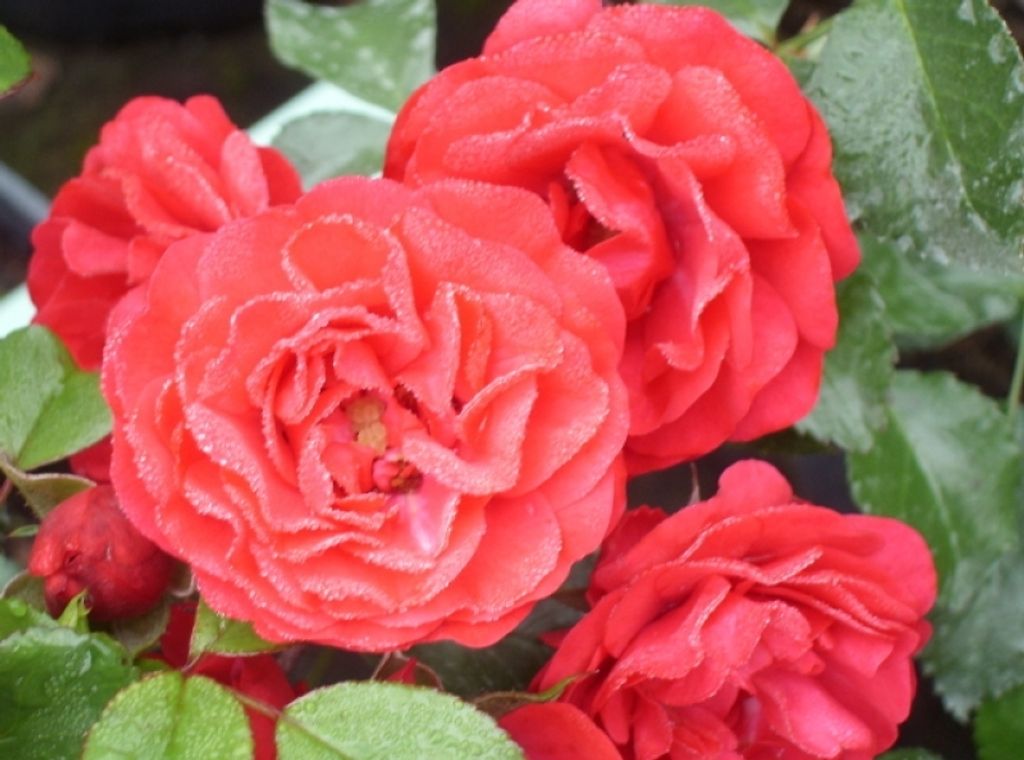 Bodendeckerrose Gärtnerfreude Korstesgli , Kordes, 1999, ADR-Rose - Co. 5 L