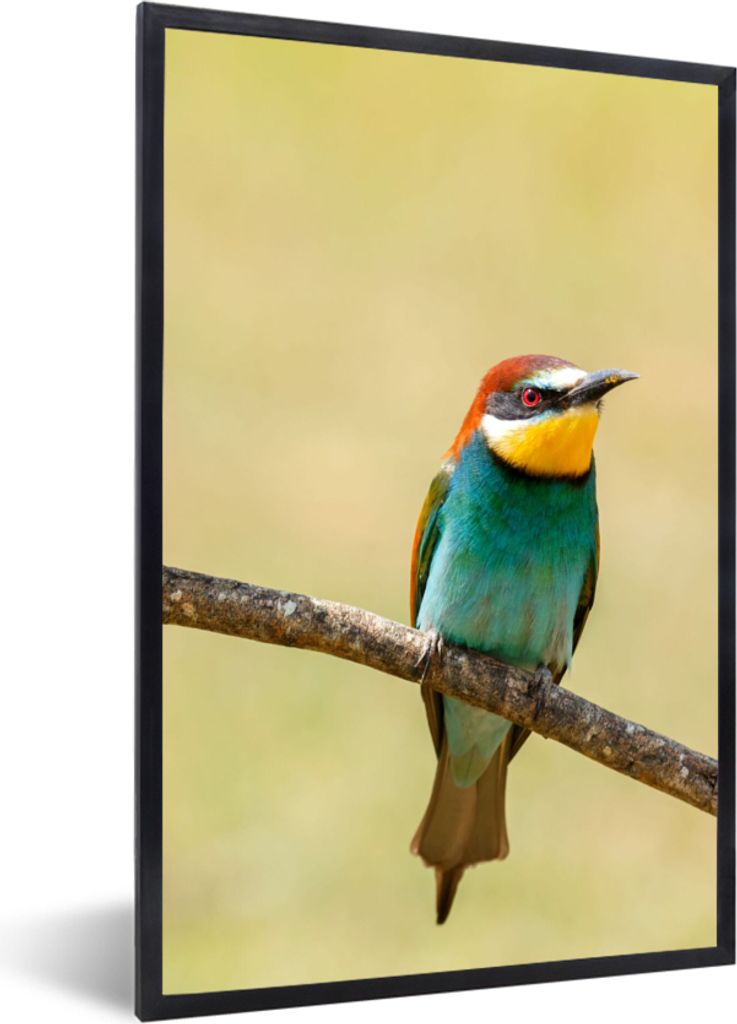 MuchoWow Gerahmtes Poster Vögel - Tiere - Bienenfresser 20x30 cm - Poster mit Schwarzem Bilderrahmen Wandposter Rahmen Foto Bilder - Drucken - B...