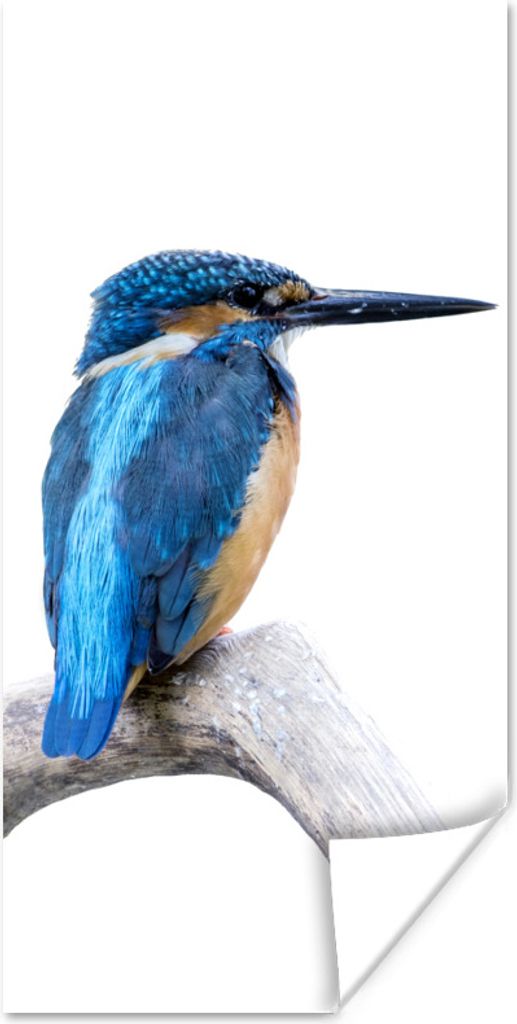 MuchoWow Poster Eisvogel - Zweig - Schnabel 40x80 cm - Dekoration