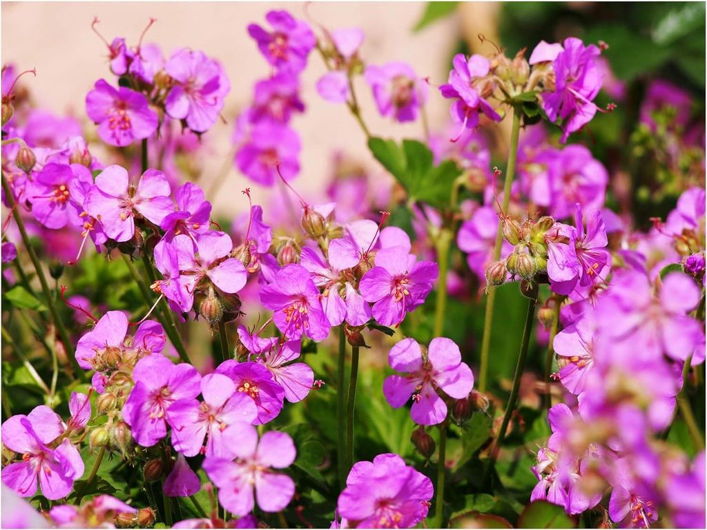 Stauden Gänge 10 x Geranium cantabrigiense 'Cambridge' - Cambridge Storchschnabel - Farbenfrohe Akzente für pflegeleichte Gärtennge