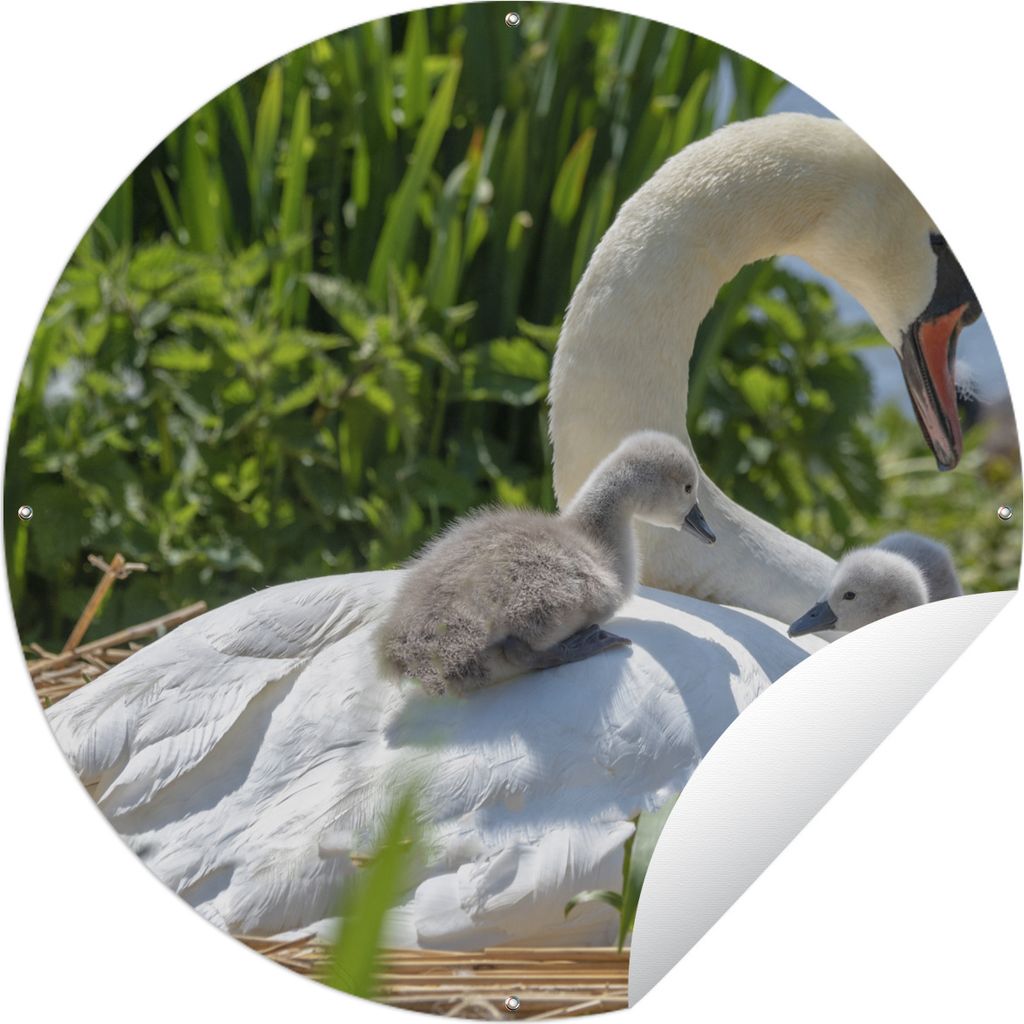 MuchoWow Gartenposter Outdoor-Poster Rund Schwan - Wasser - Quelle Ø 90 cm Gartendeko Rundes Poster draußen