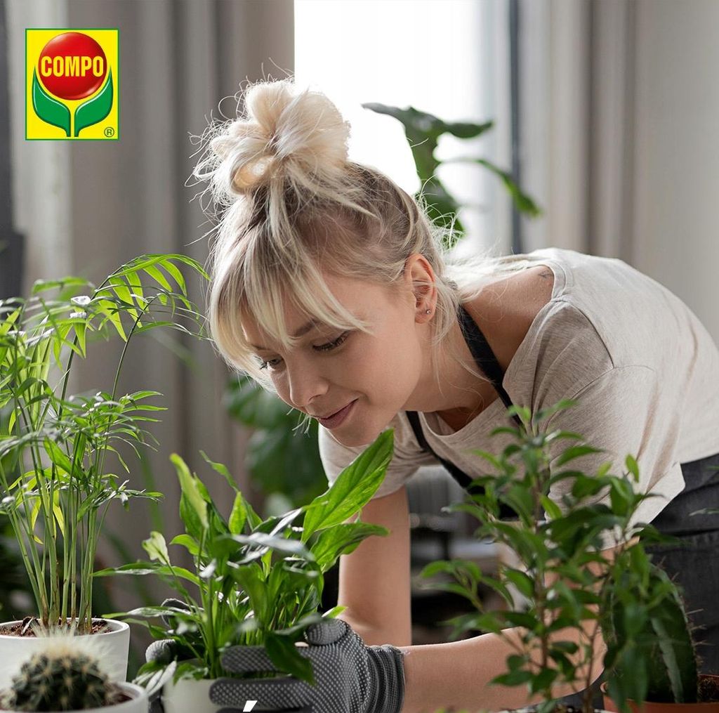 ludwigia plant Ludwigia Repens 'Red'