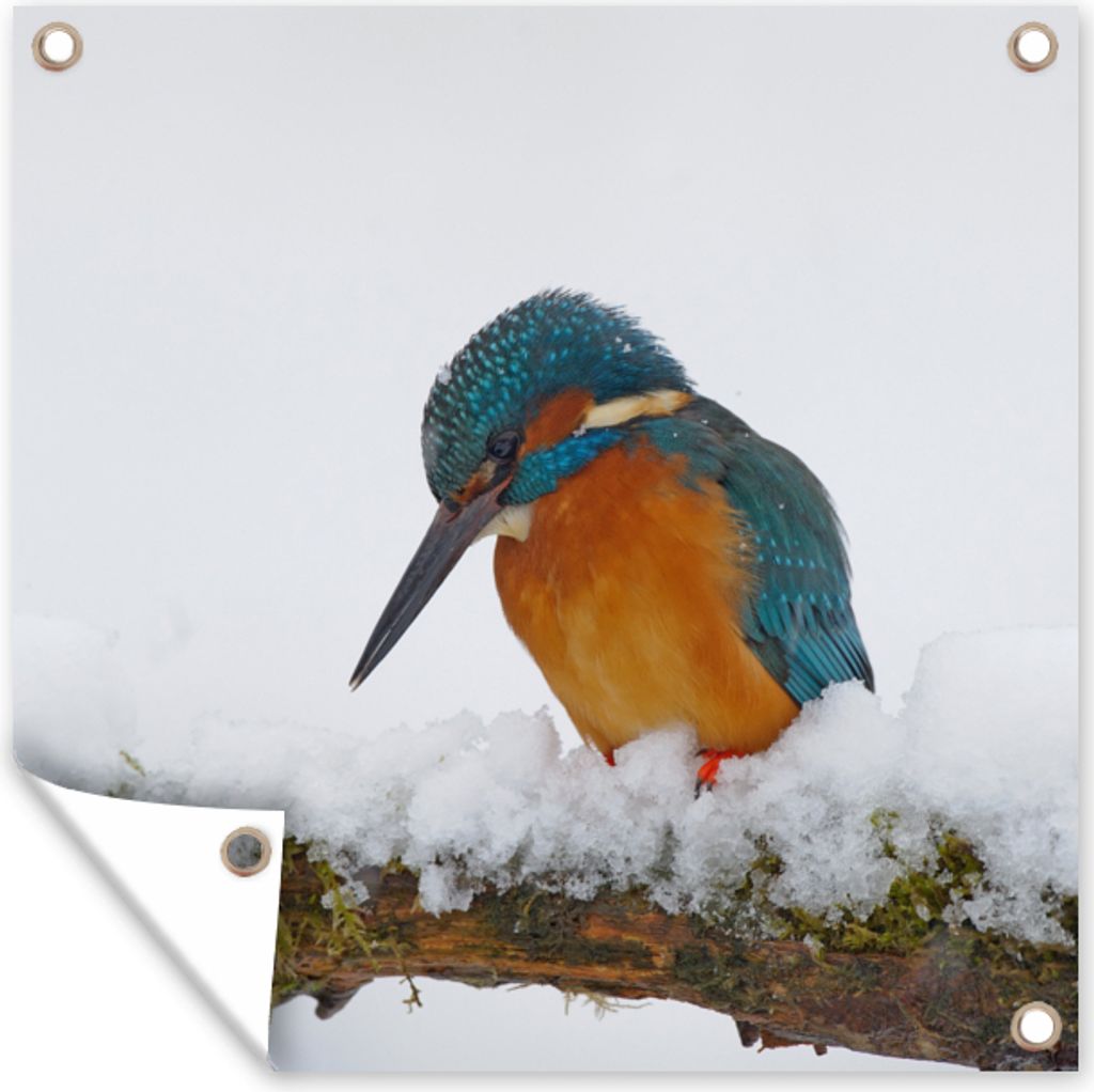 MuchoWow 50x50 cm Outdoor-Poster Gartendeko Sichtschutz Garten Poster für den Garten Eisvogel - Schnee - Winter