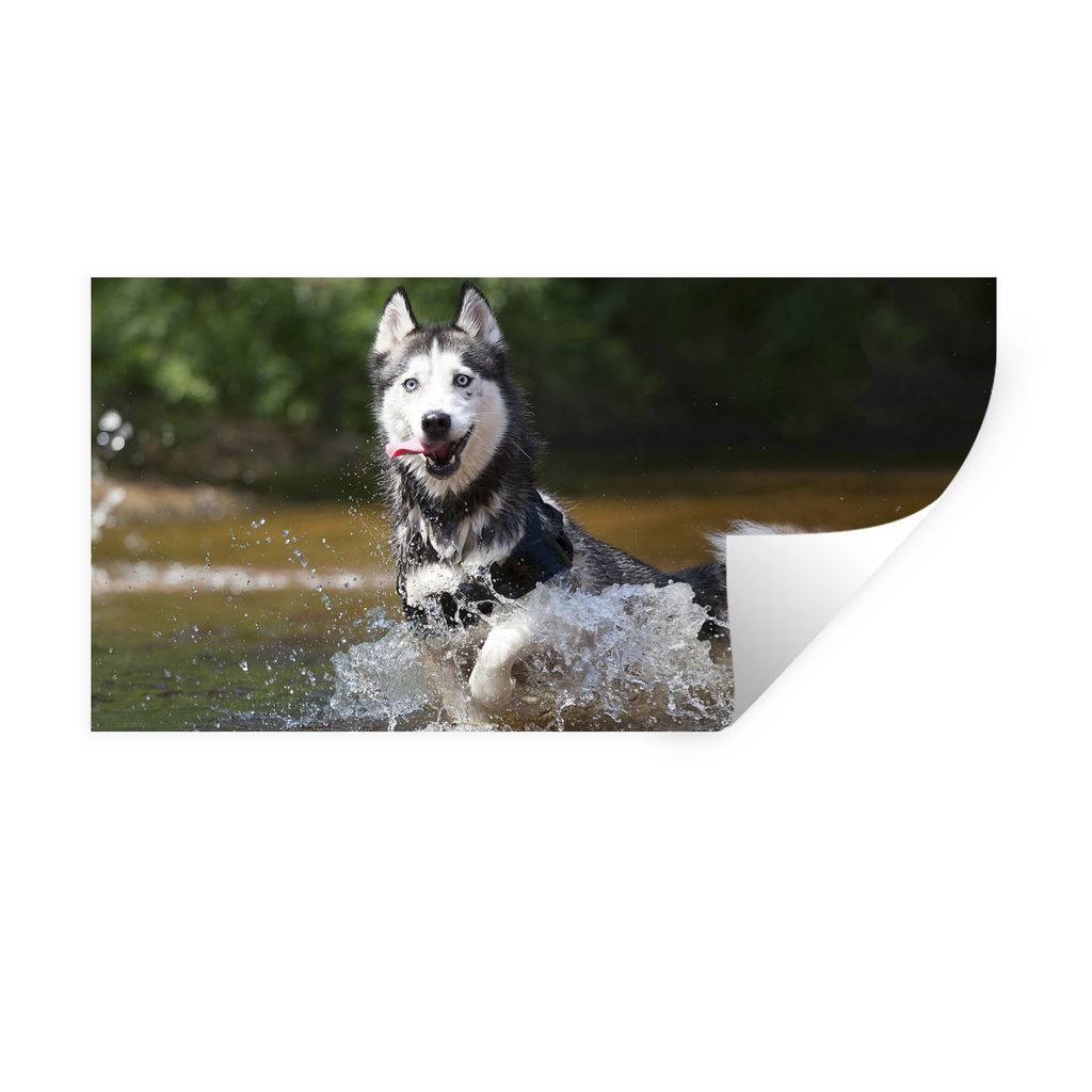 MuchoWow Wandtattoo Wandsticker Wandaufkleber Husky im Wasser 160x80 cm Selbstklebend und Repositionierbar - Sticker - Dekorfolie