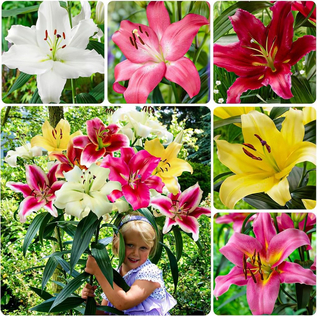 Lilien Zwiebeln Winterhart Mehrjährig - Riesen Lilien Baum Produktbild 