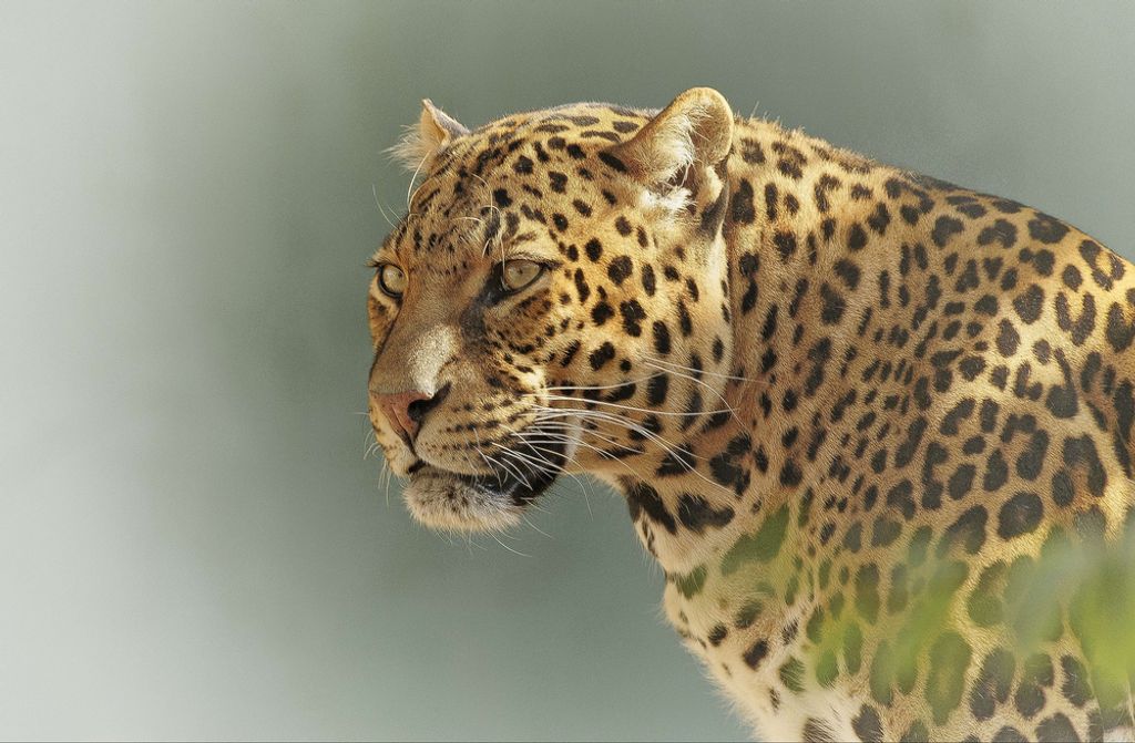 hansepuzzle 77706 - Leopard Puzzle, 500 Teile, Natur, 46,0 x 30,0cm mit hochwertiger Aufbewahrung, Kartonbox und wiederverschließbarem Beutel