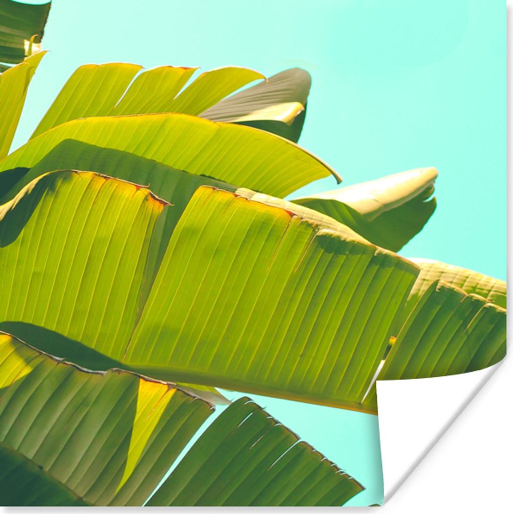 MuchoWow Poster Bananenblatt - Blätter - Tropisch - Sommer 30x30 cm - Wandposter - Printing