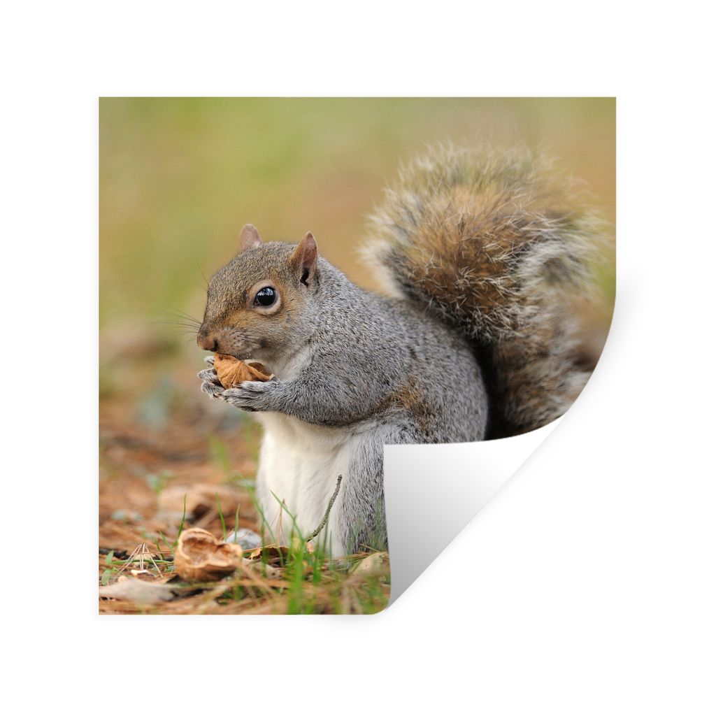 MuchoWow Wandtattoo Wandsticker Wandaufkleber Eichhörnchen mit Erdnuss 50x50 cm Selbstklebend und Repositionierbar - Selbstklebend - Fototapeten