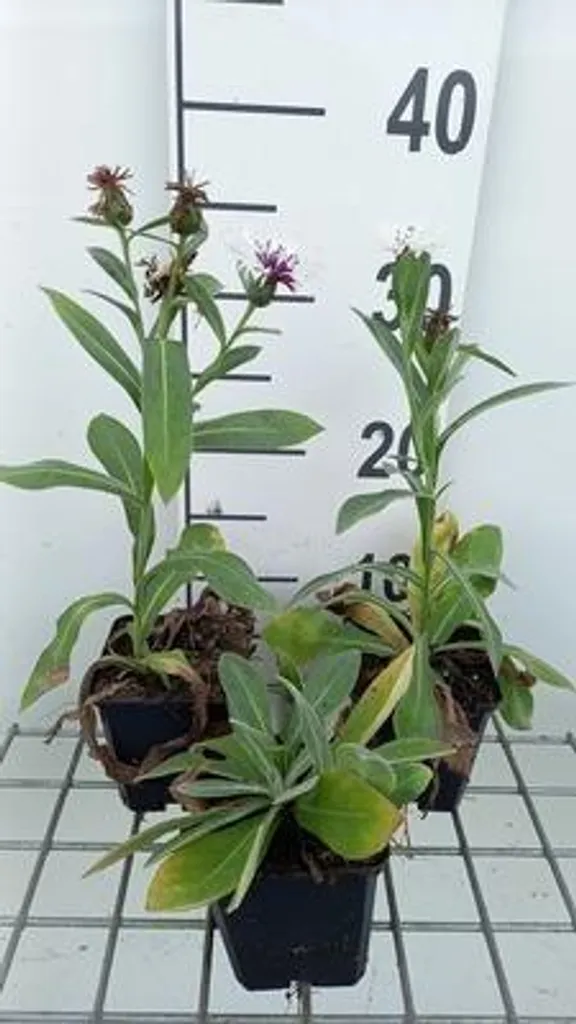 Centaurea Amethyst Snow fleurs blanches et violettes - Vivaces 6 pots