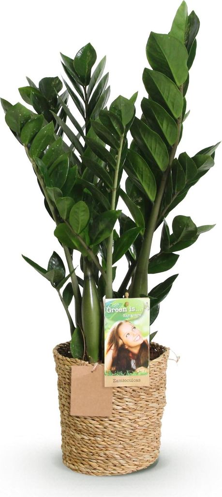 Zamioculcas – 65-75cm – 17cm mit Korb – Pflegeleichte ZZ-Pflanze – Robuste Grünpflanze für Wohnzimmer, Büro & Schlafzimmer – Glänzend...