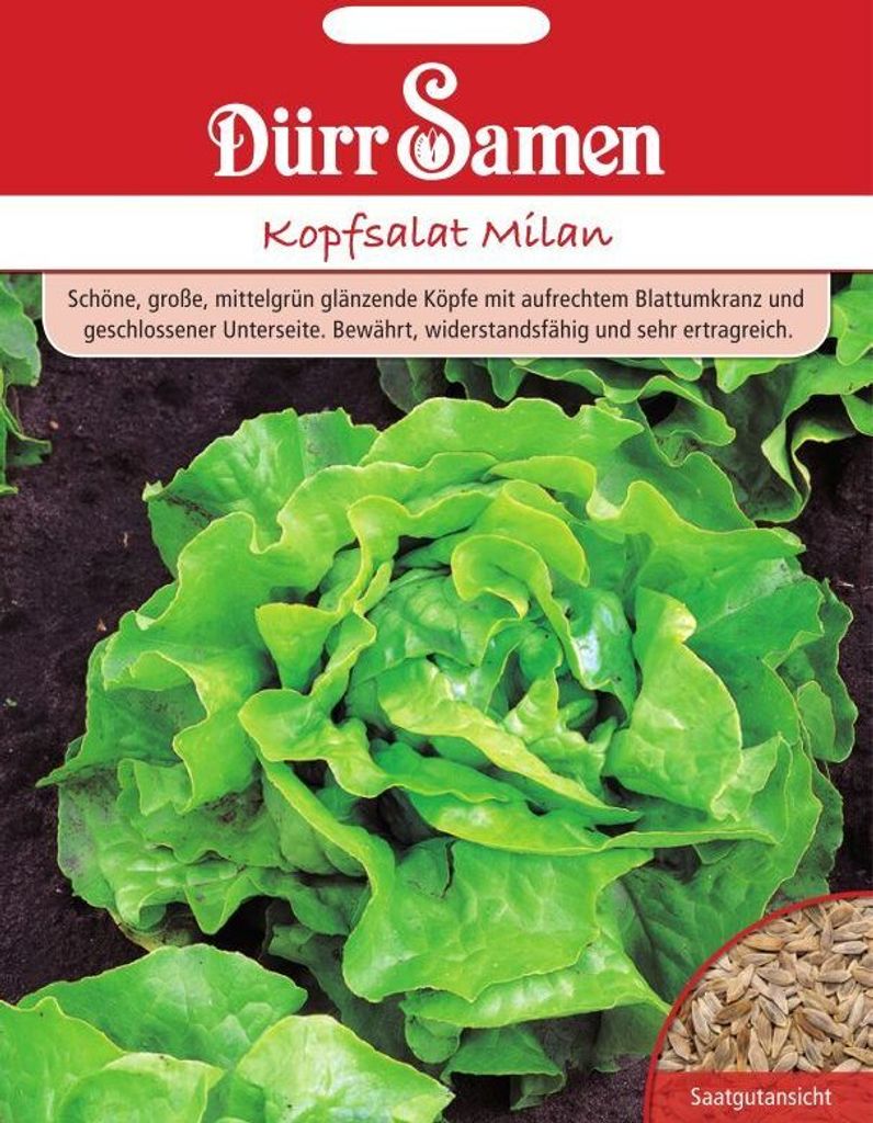 Dürr-Samen - Kopfsalat Milan - Saatgut - 1123 Produktbild 